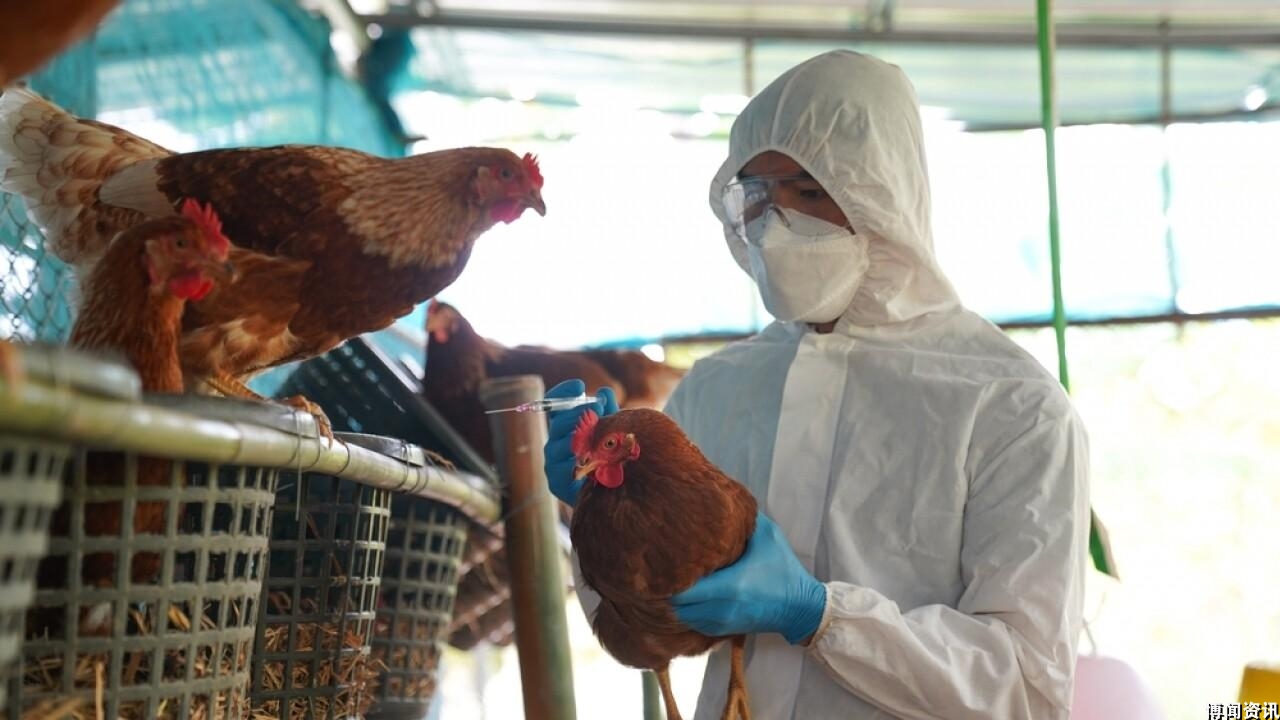 柬埔寨11岁男童感染H5N1禽流感不治身亡